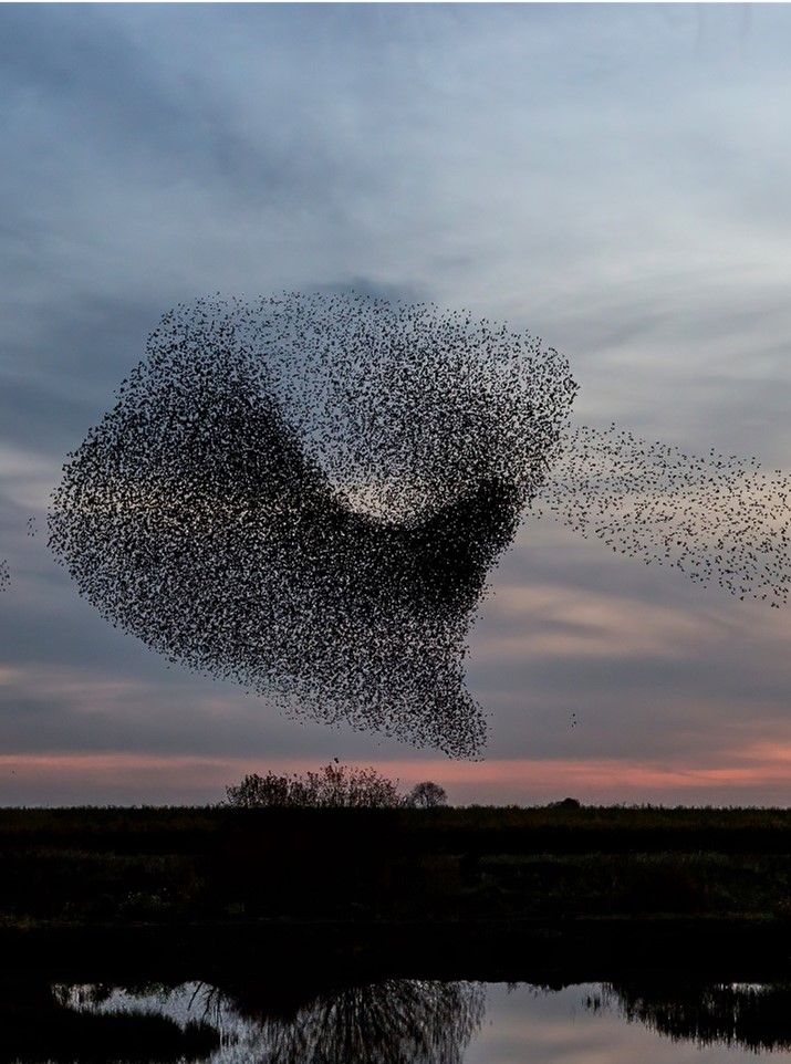 birds